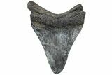 Fossil Megalodon Tooth - South Carolina #308083-1